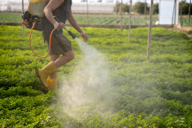 Best Wasp Removal Services  in Highland Village, TX