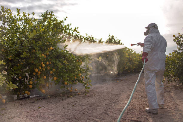 Best Affordable Pest Control Services  in Highland Village, TX